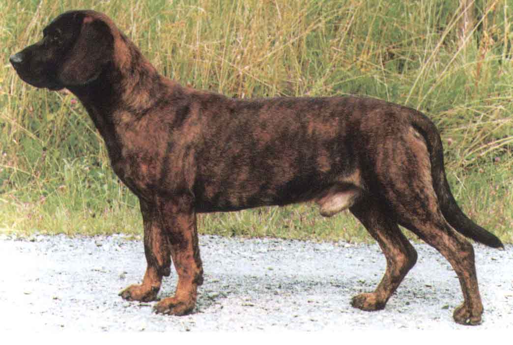 COPOI DE HANOVRA